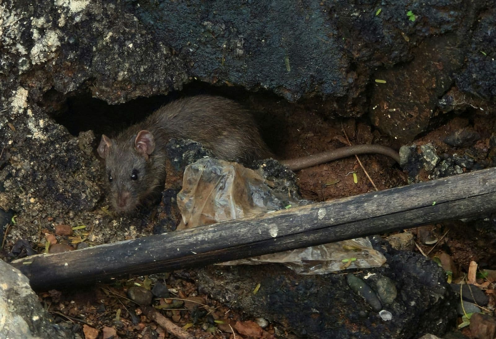 Pourquoi les répulsifs ultrasons et les sprays du commerce ne marchent pas